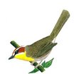 Rufous-capped Warbler